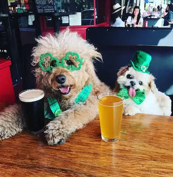 dog image